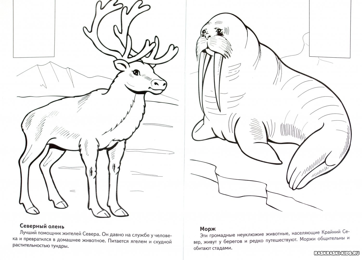 Животные севера картинки раскраски для детей
