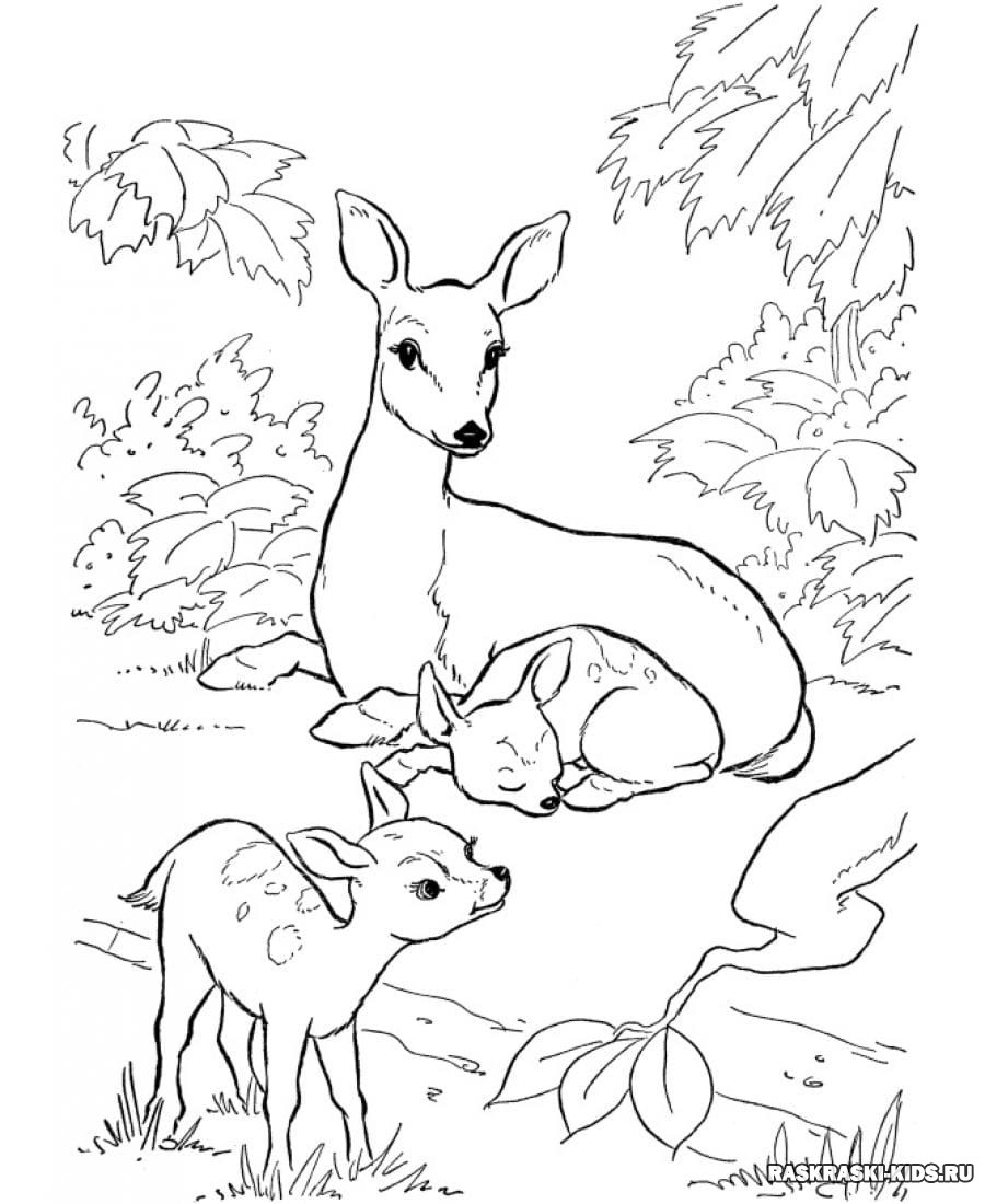 Раскраски для детей природа и животные