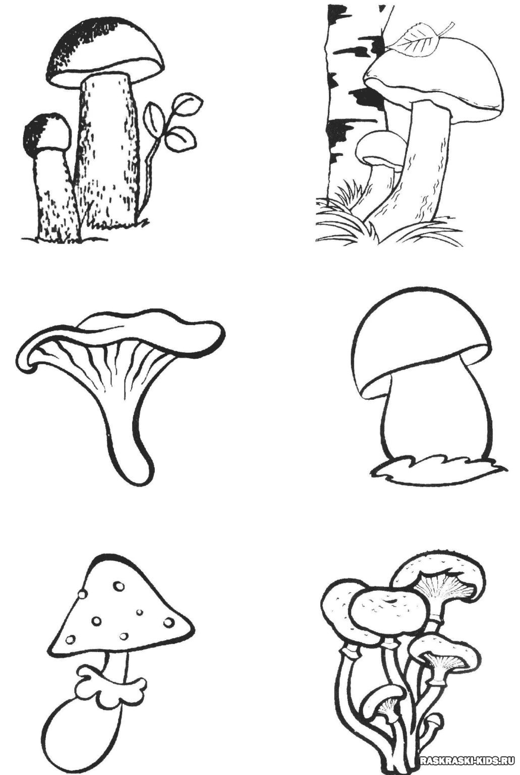 Грибница рисунок