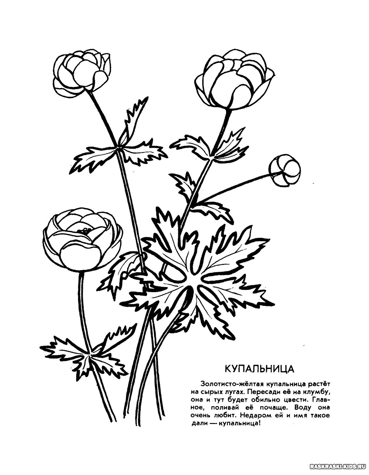 рисунок растения из красной книги